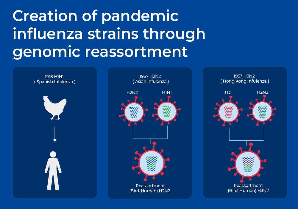 Creation of pandemic influenza strains through genomic research